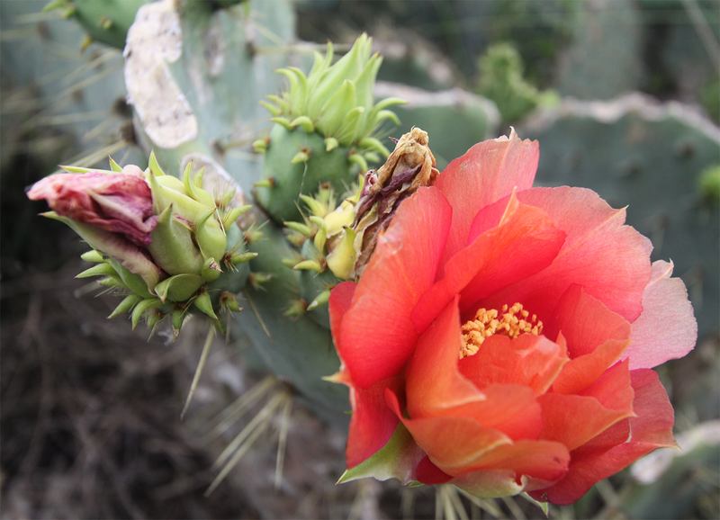 Illustration for article titled Spring has sprung: A Xyl0 photo gallery